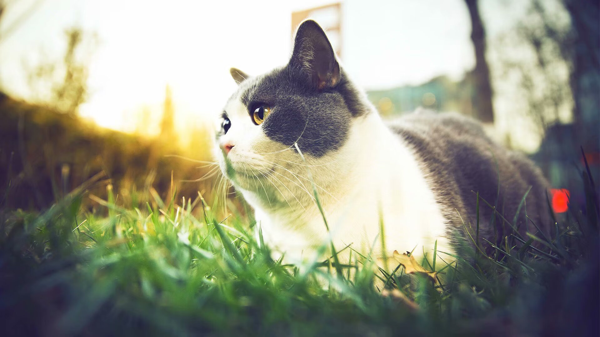 米兰体育-中国羽毛球公开赛广州站观众爆满，中国羽毛球公开赛地点