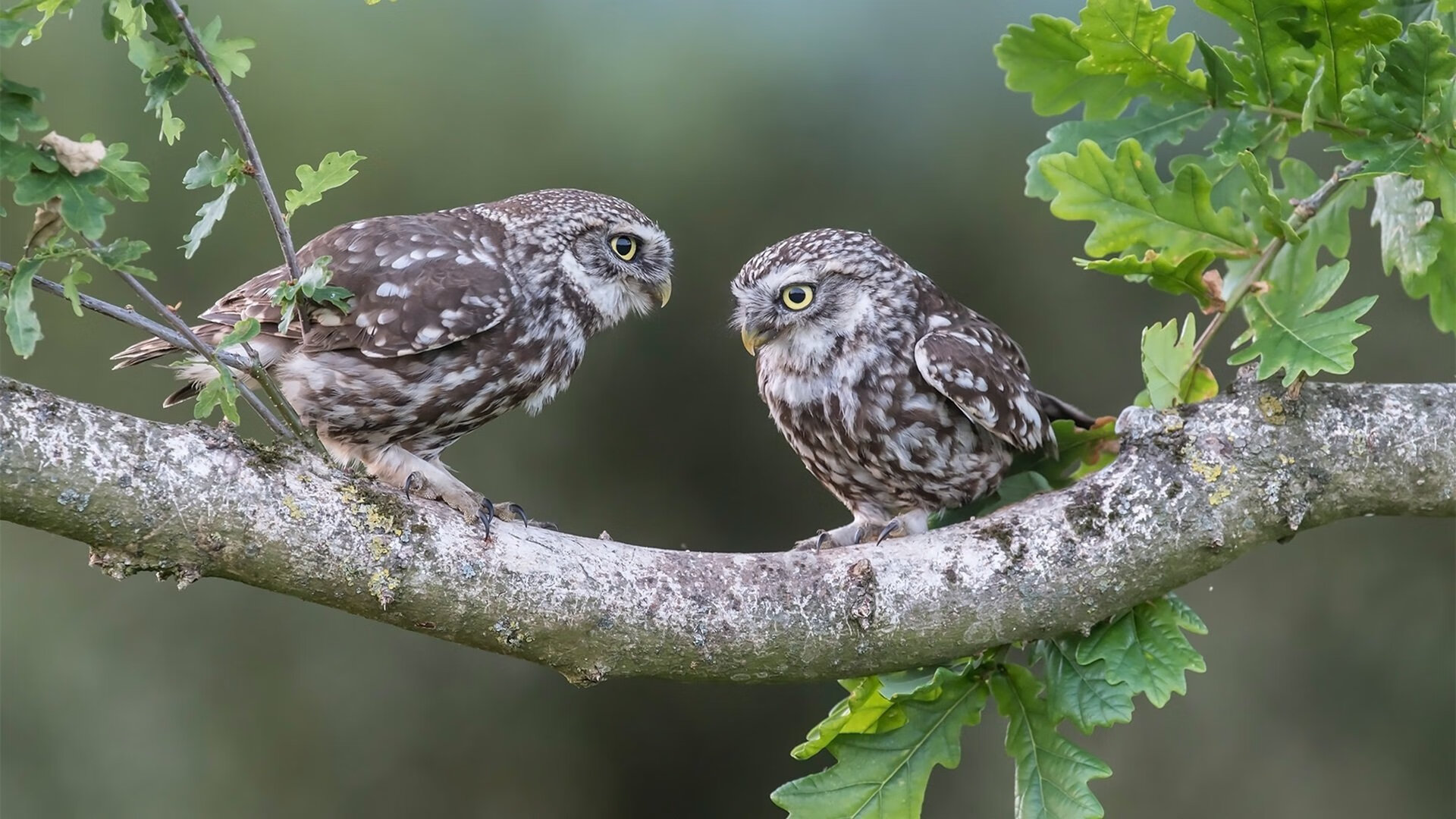 -俱乐部忽视球迷服务导致流失加剧，该球员对您的俱乐部抱有怨恨