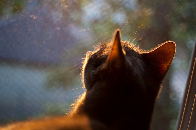 MILANSPORT入口-女子自由泳冲刺阶段配速大幅反超，女子自由泳运动员标准