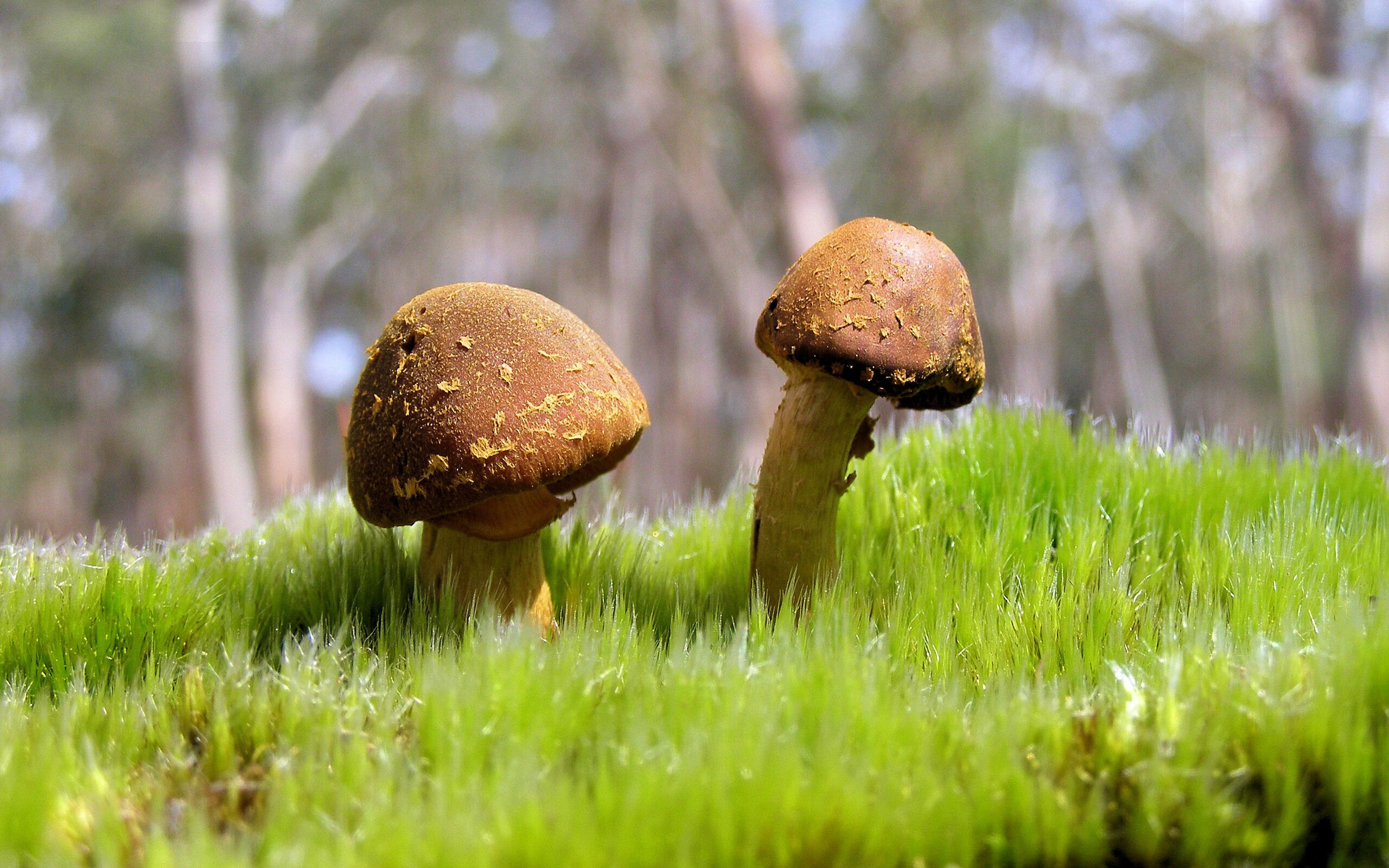 女子自由泳冲刺阶段配速大幅反超,女子自由泳运动员标准