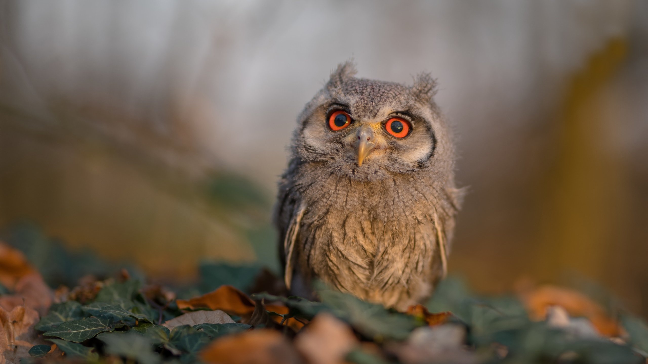 体育新闻中心同步更新各地体育赛事备案动态,体育赛事网址