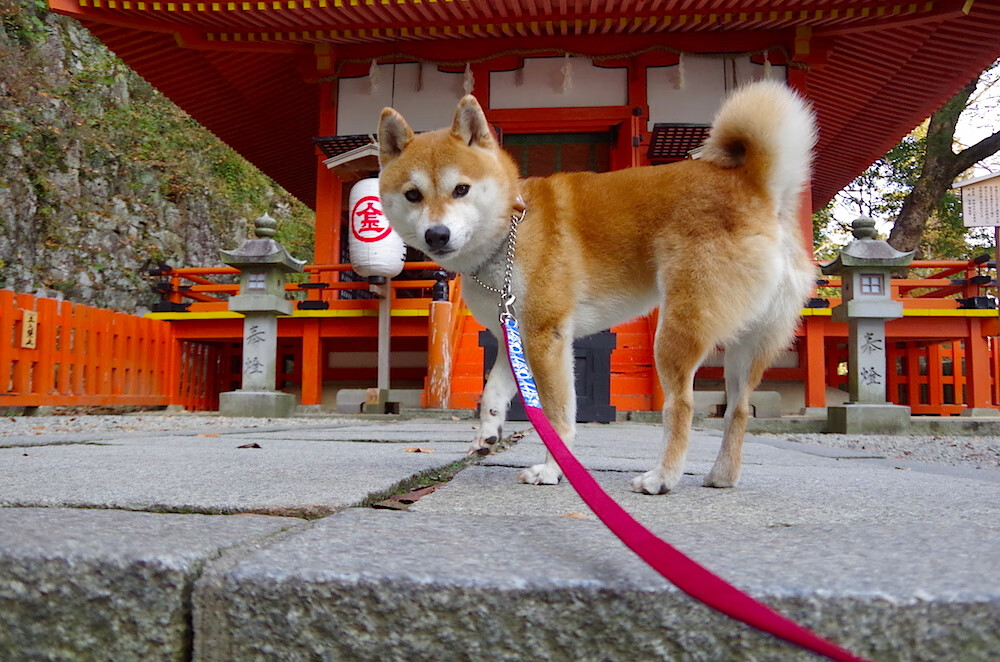 米兰体育官网-塞尔维亚男篮在欧洲预赛中全力冲刺，冲击更高荣誉，塞尔维亚男子篮球队