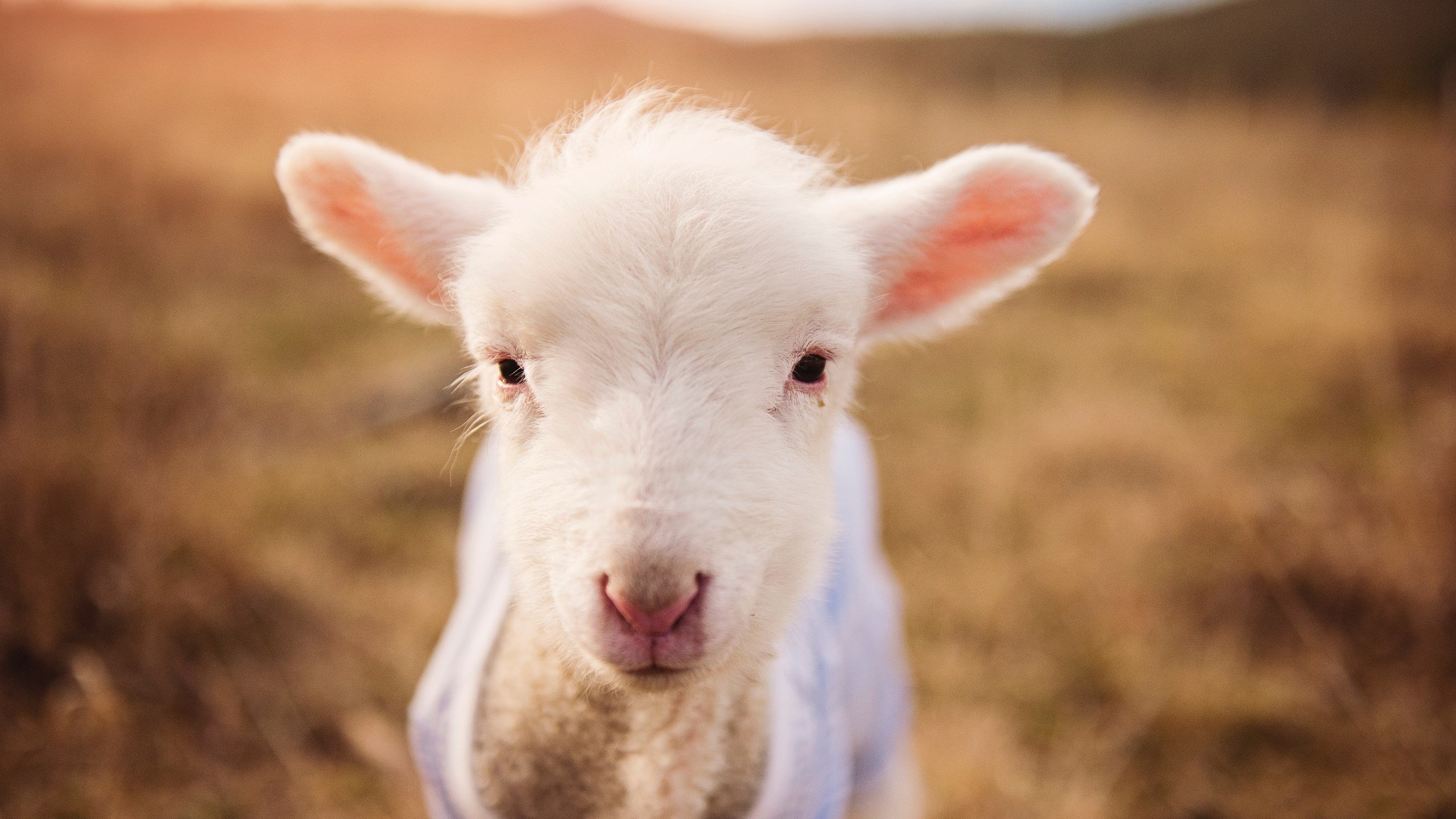 米兰登录入口-山东泰山豪取连胜中超联赛，2021年山东泰山中超直播