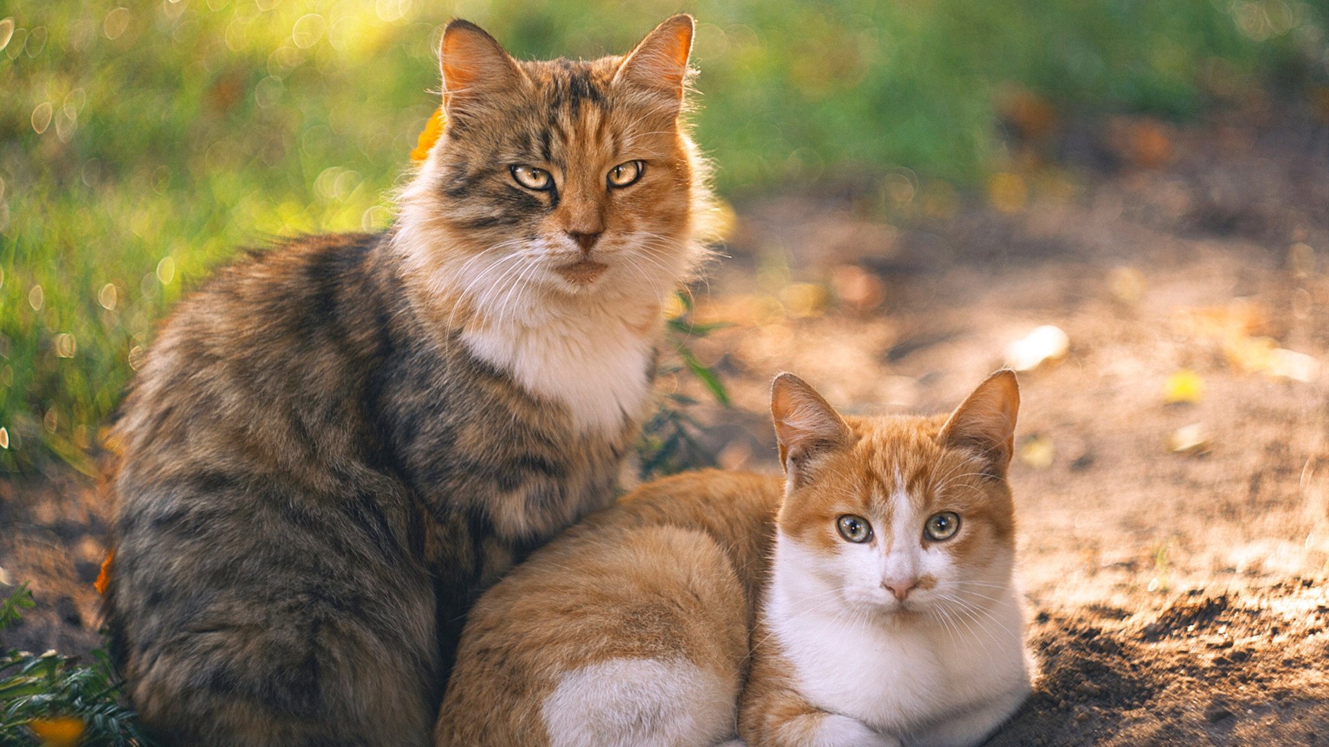 MILANSPORT下载-德甲火力全开：攻势凌厉，氛围火爆！，德甲推荐