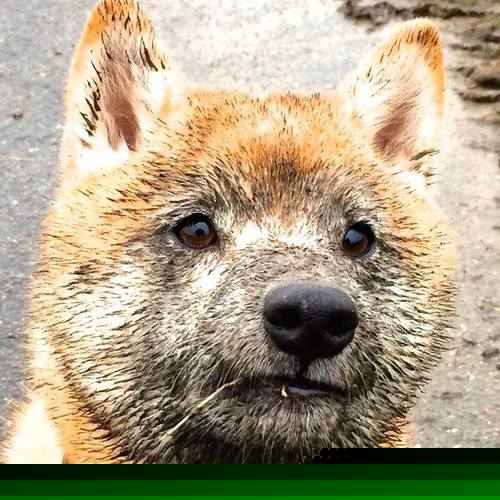 混合泳对决瑞士沉着冷静,混合泳视频