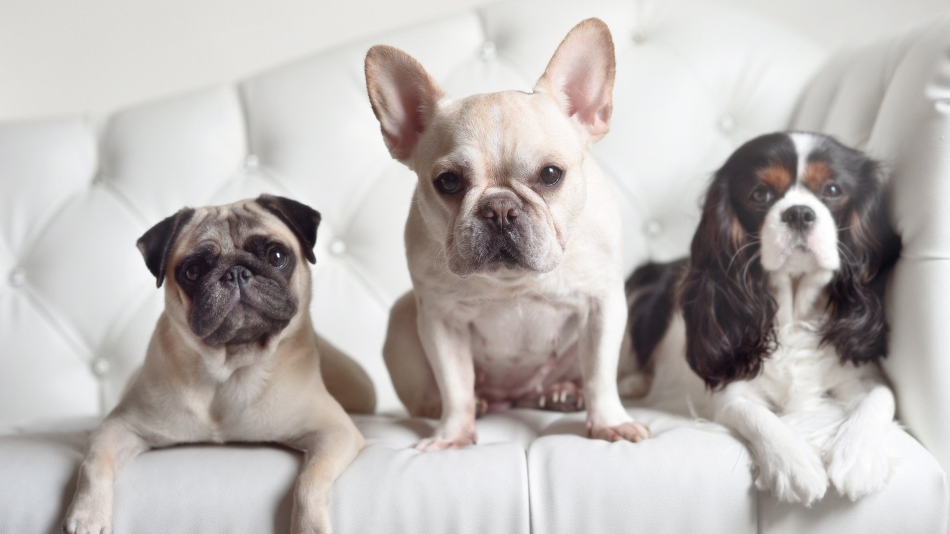 澳大利亚“飞鱼”麦克沃伊强势回归