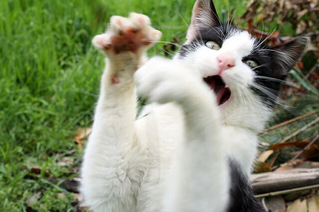 MILANSPORT下载-16年前追星 如今同场竞技 索博燃爆全场，索博广告